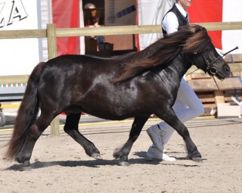 Dreams Roskilde trav